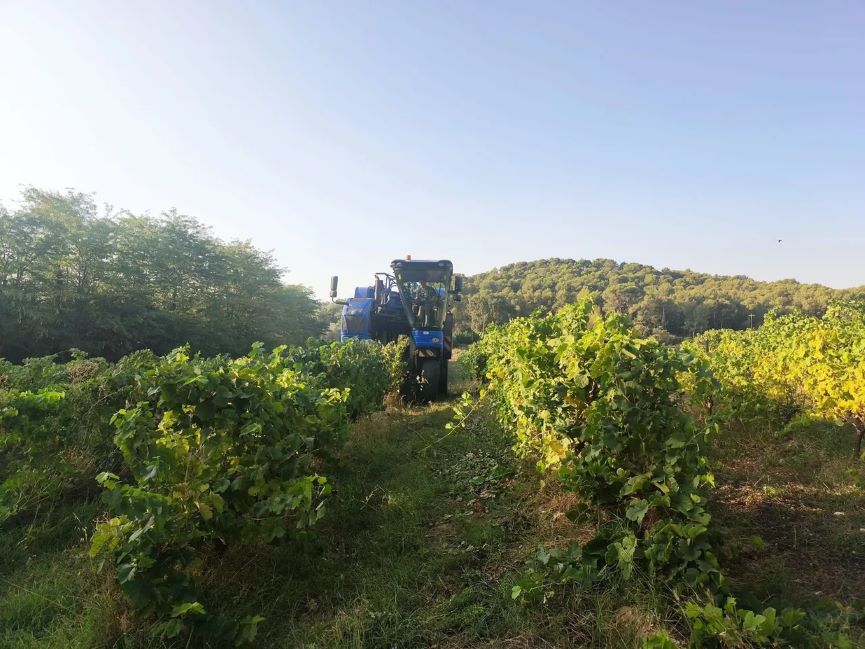 Vendanges précoces