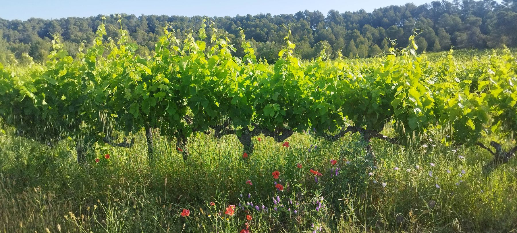 Cépages résistants et agroécologie